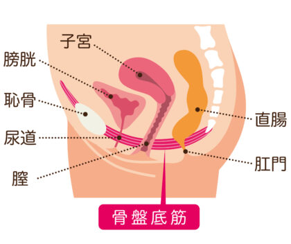 頻尿を改善するためのセルフケア・生活習慣「骨盤底筋トレーニング・膀胱トレーニング」